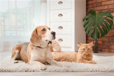 Recopilación de conocimientos sobre mascotas--Algunos conocimientos poco cono...